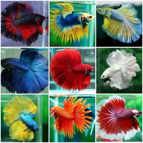Trại Cá Kiểng Shopheo