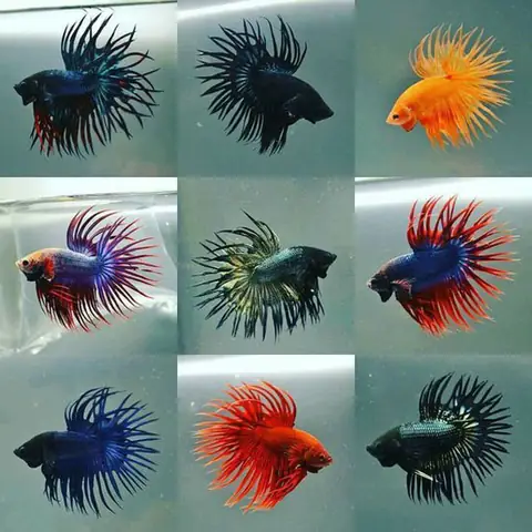 Hồ Cá Hoàng Hải Aquarium