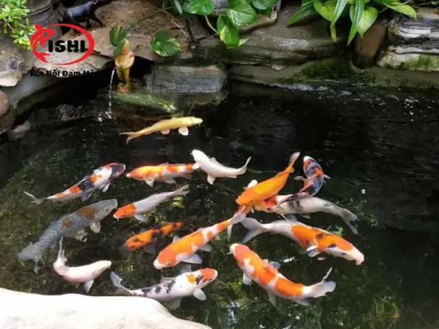 Nông Trại Koi Quốc Huy
