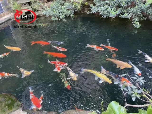 Koi Service
