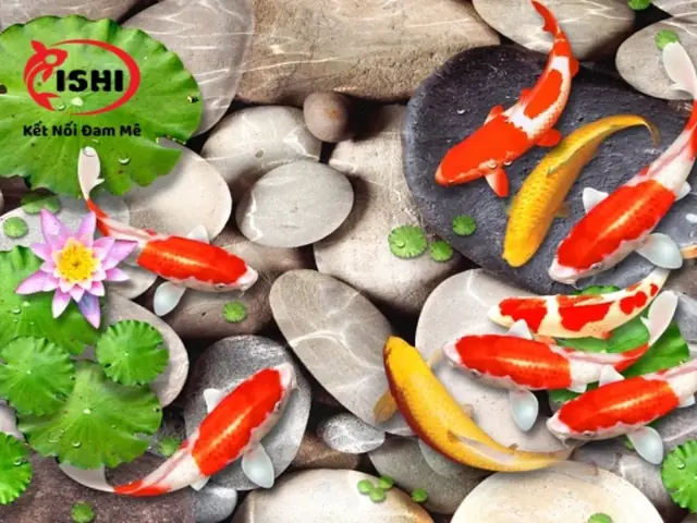 Ishikoi Farm: Địa Chỉ Mua Cá Koi Uy Tín Tại Đà Nẵng