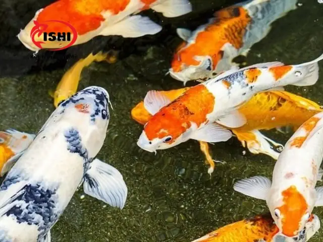 Sunbin Koi - Điểm Bán Cá Koi Giống Tại Hà Nội