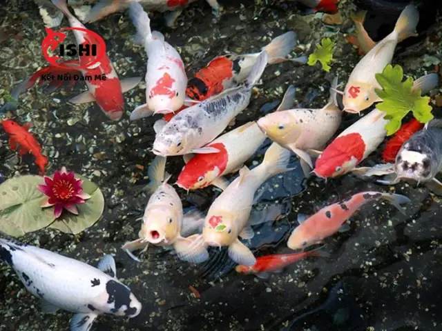 Tiêu Chí Lựa Chọn Trại Cá Koi Uy Tín