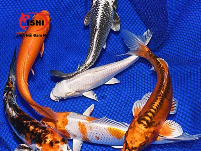 Kinh Nghiệm Khi Mua Cá Koi Tại Trại