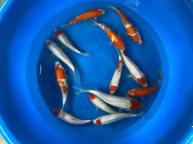 Trang Trại Cá Koi Mekong