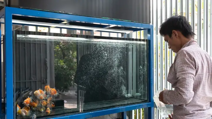 Trại Cá La Hán Hải Titan Luôn Tự Hào Mang Đến Cho Khách Hàng Những Chú Cá La Hán, Những Bầy Cá Bột Chất Lượng.