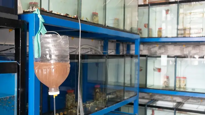 Trại Cá La Hán Hải Titan Chuyên Cung Cấp Sỉ Lẻ Cá La Hán Đẹp, Cá Bột, Thức Ăn