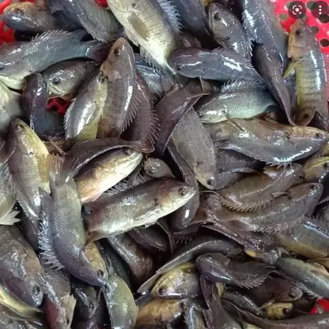 Trại Cá Lóc Giống Đồng Tháp: Bí Mật Làm Nên Giống Cá Chất Lượng Cao