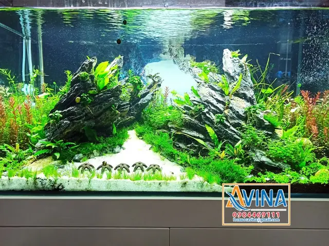Hướng Dẫn Cách Trang Trí Bể Cá Thủy Sinh Đẹp Đơn Giản