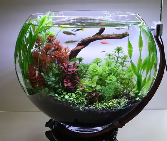 Trang Trí Bể Cá Mini Tròn