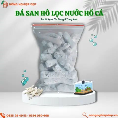 Trang Trí Hồ Cá Bằng San Hô