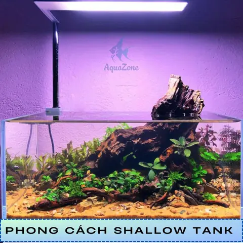 Phong Cách Shallow Tank