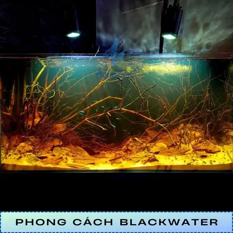 Phong Cách Black Water