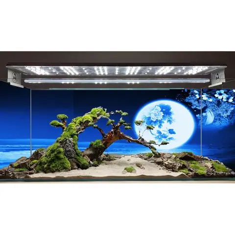 Tranh 3d Dán Đáy Bể Cá Rồng