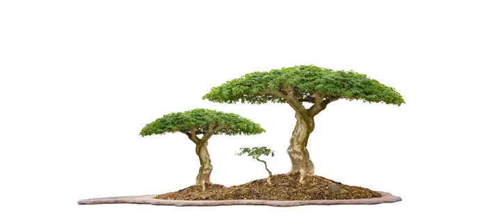 Cho Bối