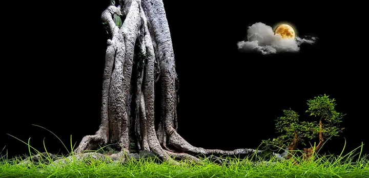 Tranh 3d Cho Cá Rồng Huyết Long
