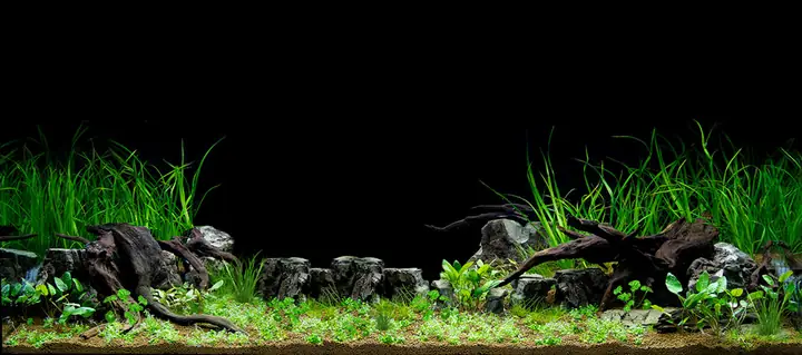 Tranh 3d Cho Cá Rồng Huyết Long