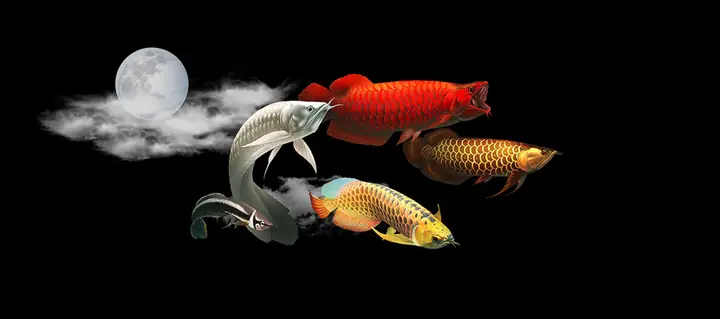 Tranh 3d Cho Cá Rồng Huyết Long