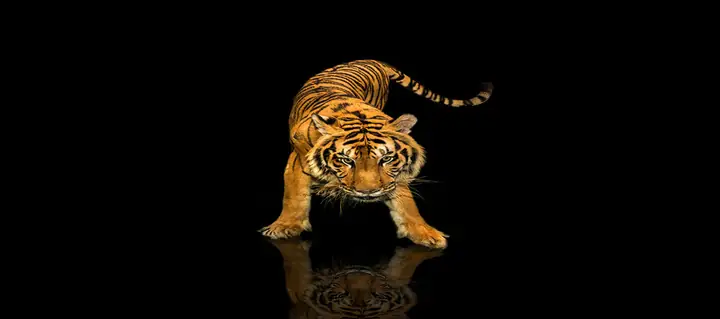 Tranh 3d Cho Cá Rồng Huyết Long