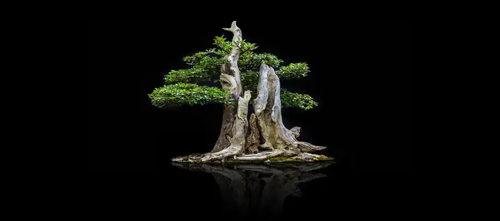 Tranh 3d Cho Cá Rồng Huyết Long