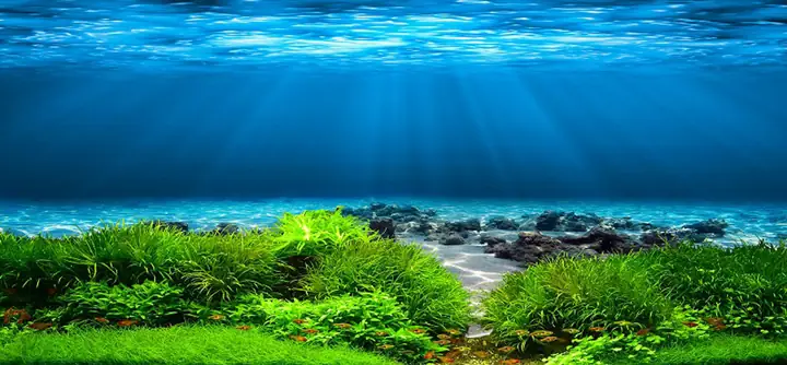 Tranh Hồ Cá Rồng