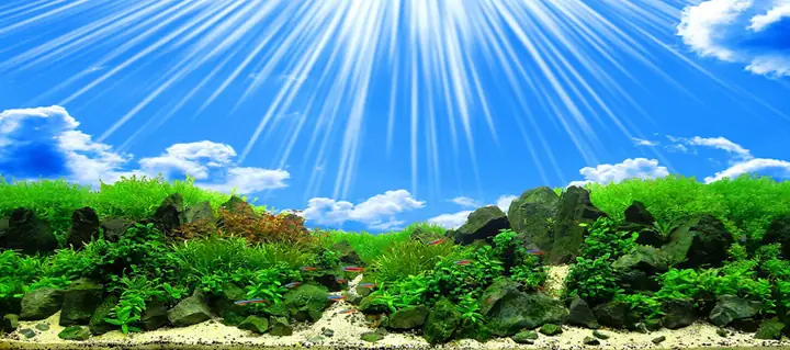 Tranh Hồ Cá Rồng