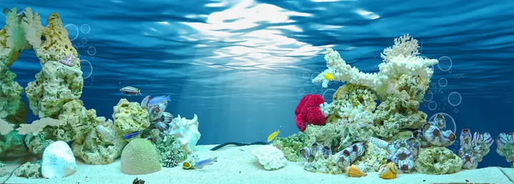 Tranh Hồ Cá Rồng