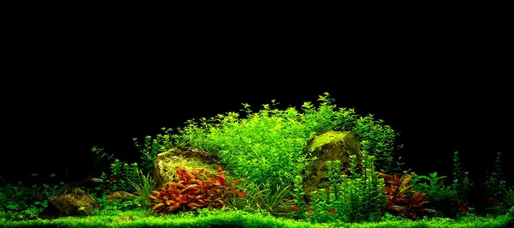 Tranh 3d Cho Cá Rồng Huyết Long
