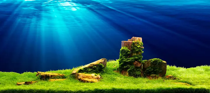 Tranh Hồ Cá Rồng