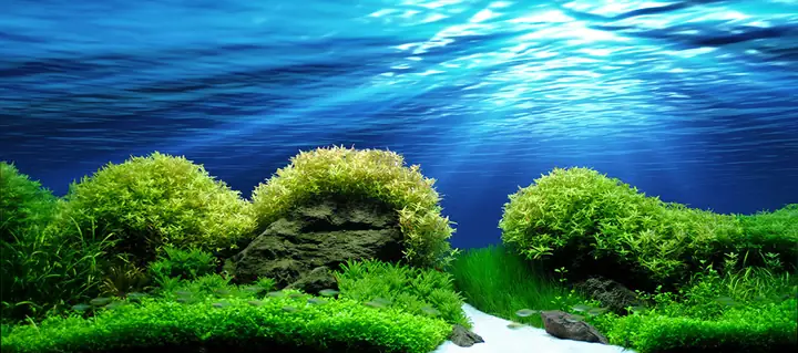 Tranh Hồ Cá Rồng