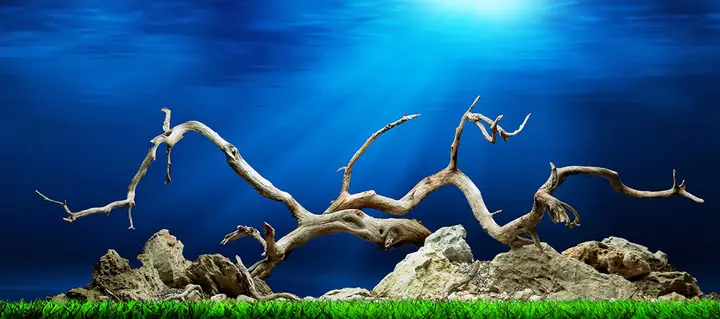 Tranh Hồ Cá Rồng