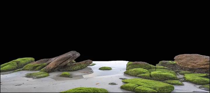 Tranh 3d Cho Cá Rồng Huyết Long