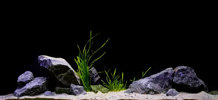 Tranh 3d Cho Cá Rồng Huyết Long