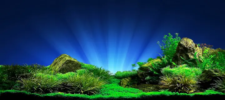Tranh Hồ Cá Rồng