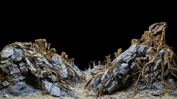 Tranh 3d Cho Cá Rồng Huyết Long