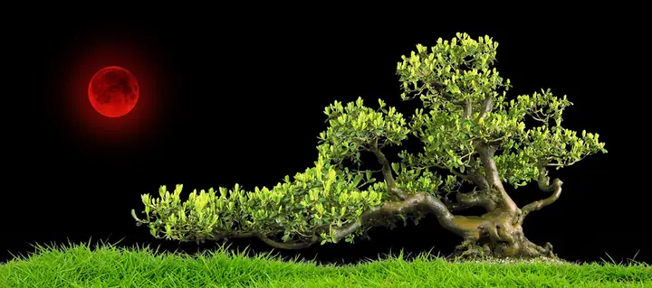 Tranh 3d Cho Cá Rồng Huyết Long