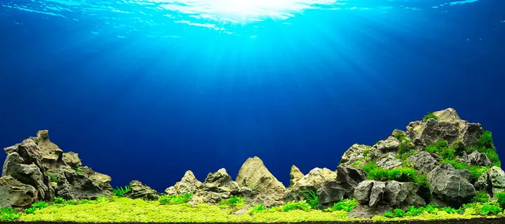 Tranh Hồ Cá Rồng