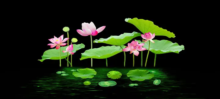 Tranh 3d Cho Cá Rồng Huyết Long