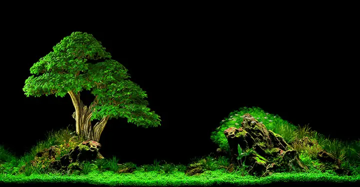 Tranh 3d Cho Cá Rồng Huyết Long