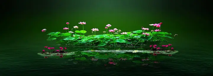 Tranh Hồ Cá Rồng