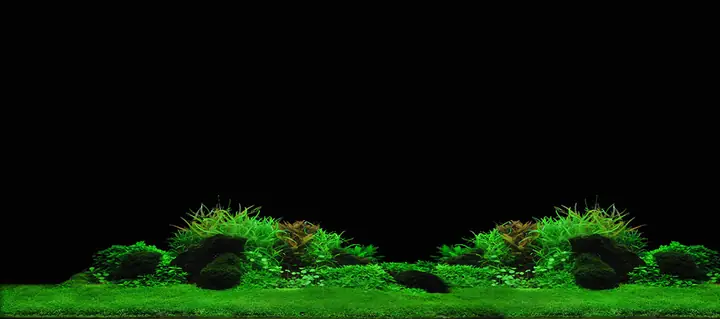 Tranh 3d Cho Cá Rồng Huyết Long