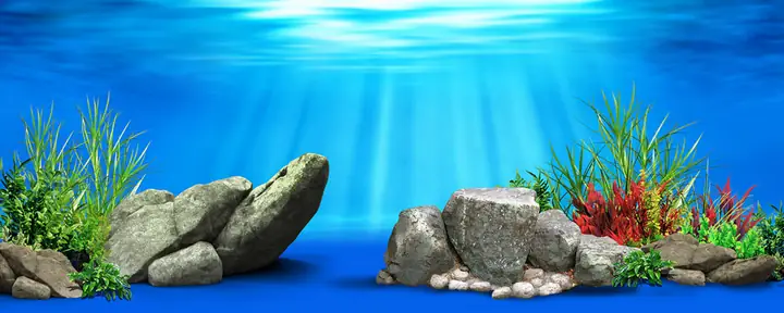 Tranh Hồ Cá Rồng