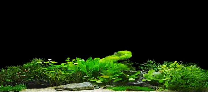 Tranh 3d Cho Cá Rồng Huyết Long