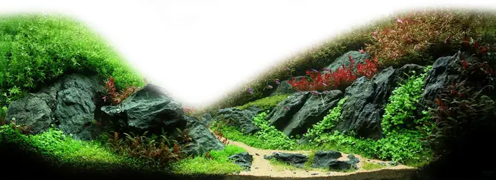 Cho Bối