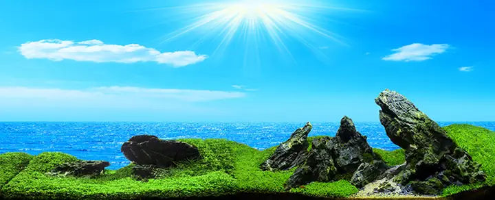 Tranh Hồ Cá Rồng