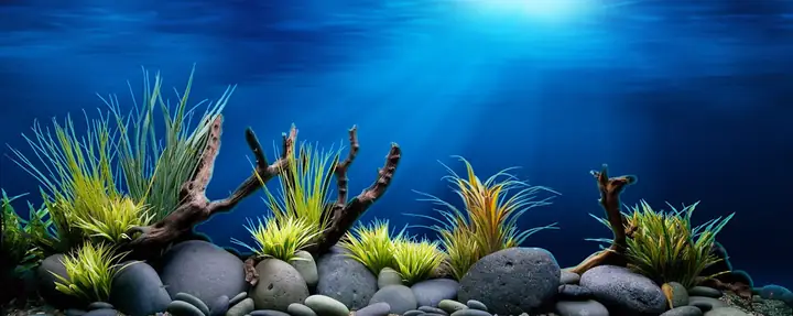 Tranh Hồ Cá Rồng