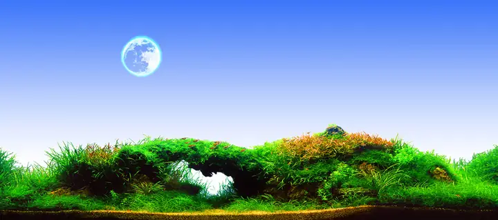 Tranh Hồ Cá Rồng