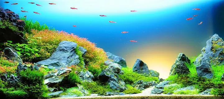 Tranh Hồ Cá Rồng