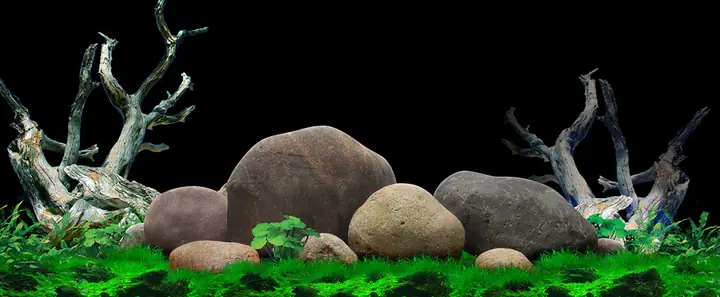 Tranh 3d Cho Cá Rồng Huyết Long