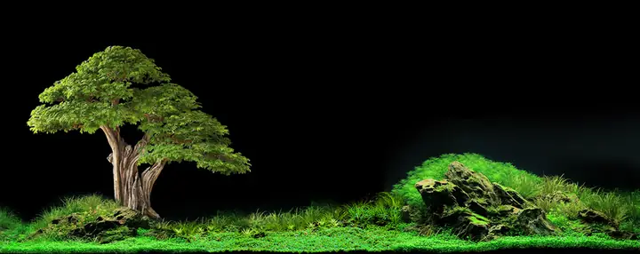 Tranh 3d Cho Cá Rồng Huyết Long